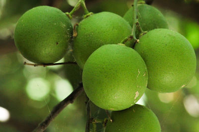 Close-up of fruits growing on tree