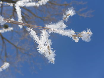 Low angle view of flowers against blue sky