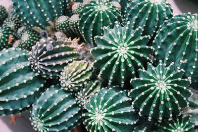 Close-up of succulent plant