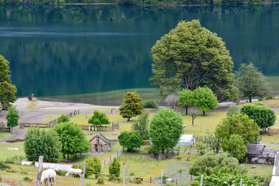 Trees and grass by lake