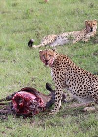 View of two cats on field