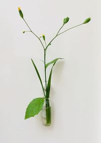 Close-up of plant against white background