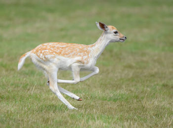 Deer on field