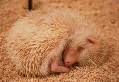 Close-up of cat sleeping