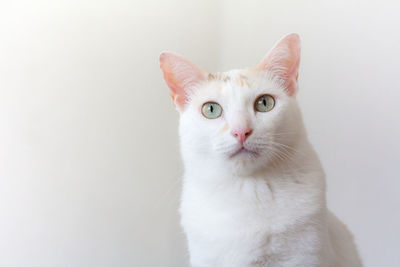 Close-up portrait of a cat against white background