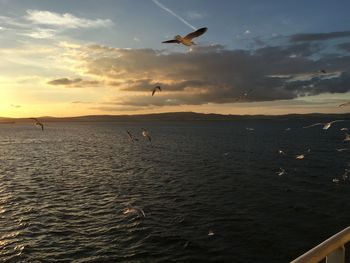 Seagulls flying over sea against sky