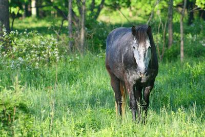 Horse standing on field