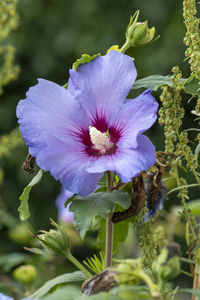 Close-up of purple flowering plant