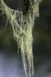 Close-up of spider web on plant