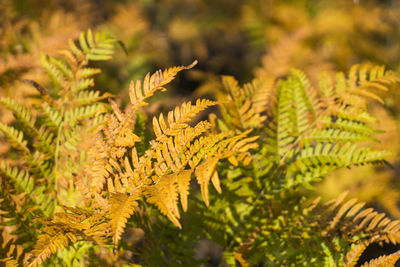 Close-up of fern leaves