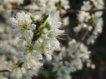Close-up of white cherry blossom tree