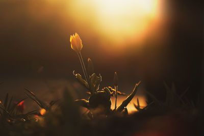 Close-up of silhouette plants on field against sky during sunset