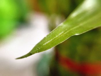 Close-up of wet plant