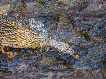 Close-up of duck swimming in lake