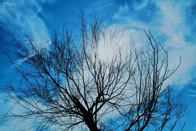 Low angle view of bare tree against blue sky