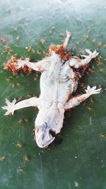 High angle view of lizard on leaf