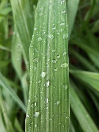 Close-up of raindrops on leaf