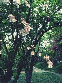 White flowers blooming on tree