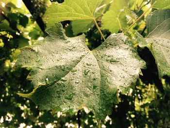 Close-up of raindrops on leaves