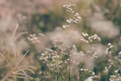 Close-up of white flowering plants on field