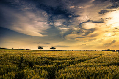 Scenic view of agricultural field against sky during sunset