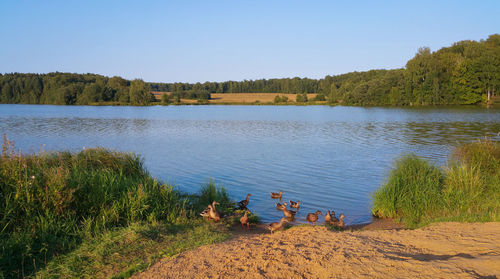 Scenic view of lake against clear sky