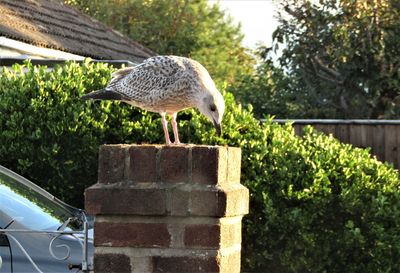 Bird perching on a tree