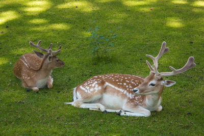 Deer in a field