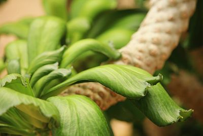 Close-up of green leaf