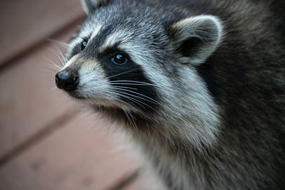Raccoon looking up