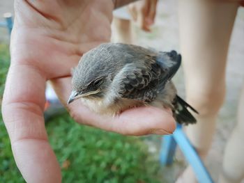 Midsection of woman holding young bird