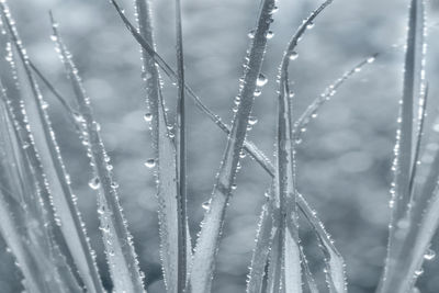 Close-up of wet plants during rainy season