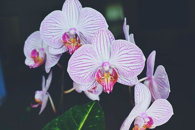 Close-up of pink flowers blooming outdoors