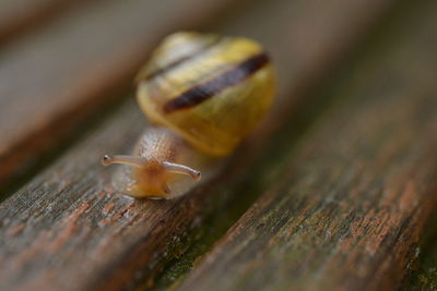 snail