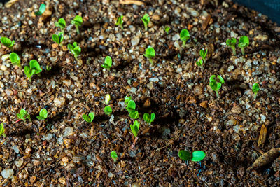 High angle view of small plants growing on field