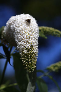 Close-up of flower buds