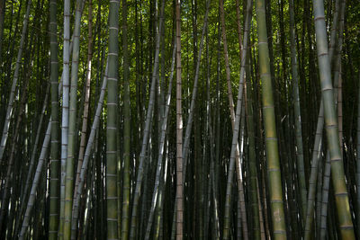 Low angle view of bamboo trees in forest