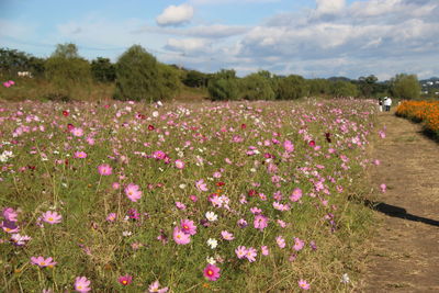 Pink flowering plants on field against sky