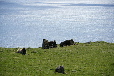 Sheep on landscape by sea against sky