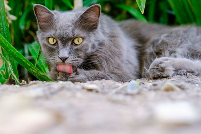 Close-up portrait of cat