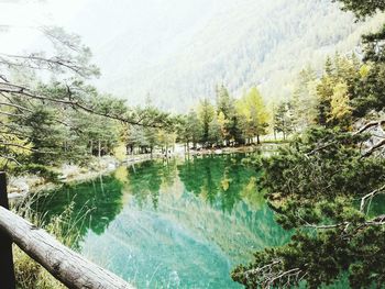 Reflection of trees in river