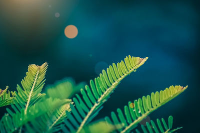 Close-up of fern leaves against sky