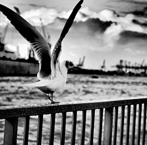 Seagull perching on railing