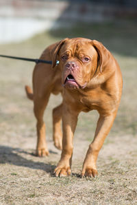 Portrait of french mastiff