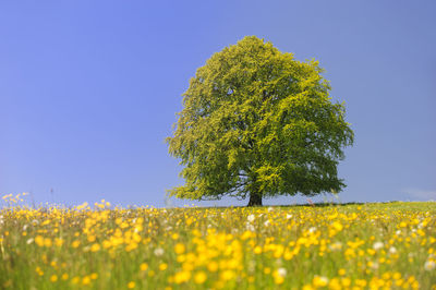 Yellow flowering plants on field against clear sky