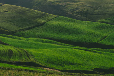 Scenic view of rice field