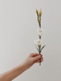 Close-up of hand holding flower over white background