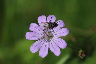 Close-up of insect on flower