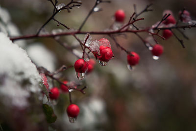 Close-up of berries growing on tree