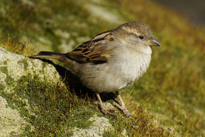Close-up of bird on grass